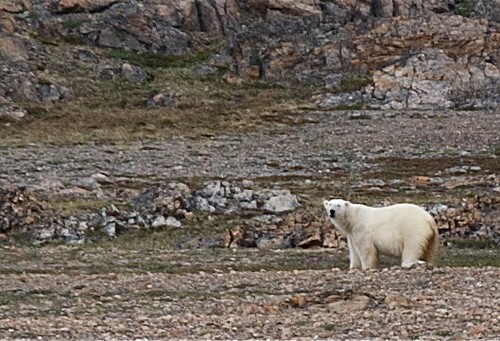 Endangered  © Sprague Theobald